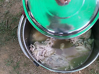 부녀회 주최 삼계탕 잔치