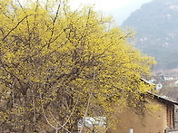금수산 산수유 마..