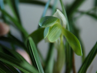 2018년 난초들.....