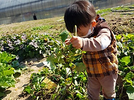 채건-견학(주말농장 고구마..