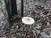 하얀 접시꽂 무늬버섯