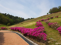 연산홍