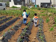 옥수수 이만큼..자랐어요