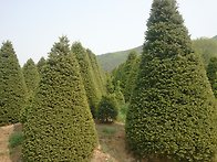 주목나무-한수조경