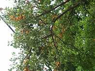 6월2월일 검단산산행