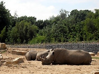 Dublin Zoo