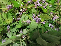 금전초 효소발효액 담기