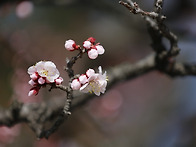 봄이 왔어요
