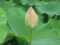 여름꽃 즐기기