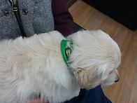 애완견의 큐리온 호스와 ..