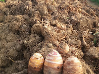 2017년 수확한 왕..