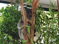 특별한 호주여행 원하시는..