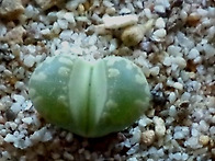 Lithops otzeniana ..