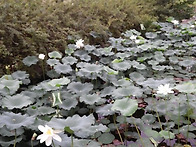 호수공원