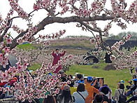 복사꽃 축제