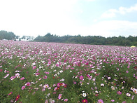 가을 인천 코스모스