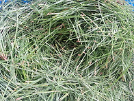 솔순 발효액 담기