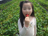 밀양 딸기체험농장, 가족 체험 프로그램, ..