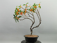 금목서-16