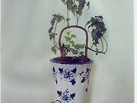 준줄기형 1, 小 ..