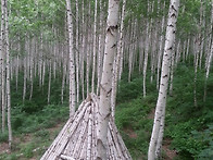 내린천 상류 원대리 자작나..