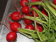 적환무 김치 담그..