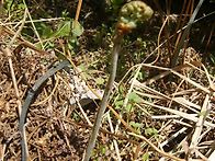 자연산 고사리 꺾기~!