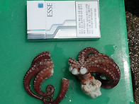 16년 삼정