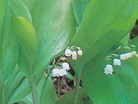 은방울꽃 (백합과)