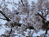 2016.04.01 아이파크에 핀..