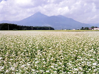 메밀 꽃 (ソバの花)