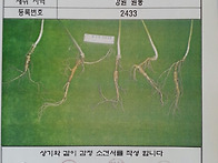 지종산삼 판매 합니다