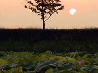 연밭소경