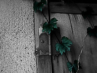 20100921_대연동골목담쟁이
