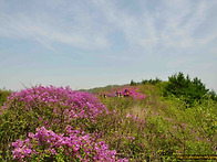 지리산 바래봉 철쭉의 향연..