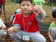 가을소풍 - 고구마캐기