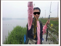 화성 남양호 대물빠가사리