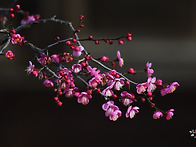 화무십일홍 (花無十日紅)