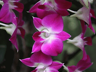 아름다운 꽃 에니메이션