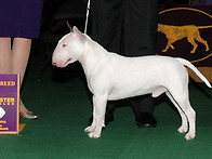 2010 Westminster -..