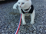 유일한 쉼터 냐옹이 몽실...