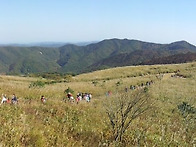 경주 무장산 억새