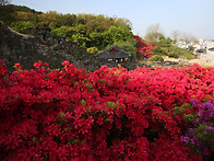 고창 모양성 철쭉