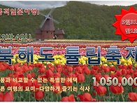 북해도 튤립축제 3박4일 ..