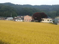 가을이내요!