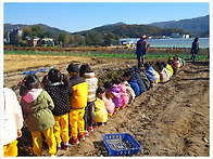 고구마캐기