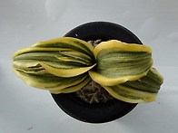 이봉(理鳳)