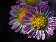 "꽃의 축복" 국화..