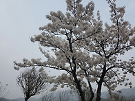 충청도 가야산행