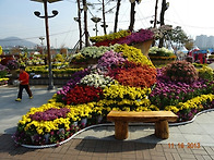 양산 국화축제